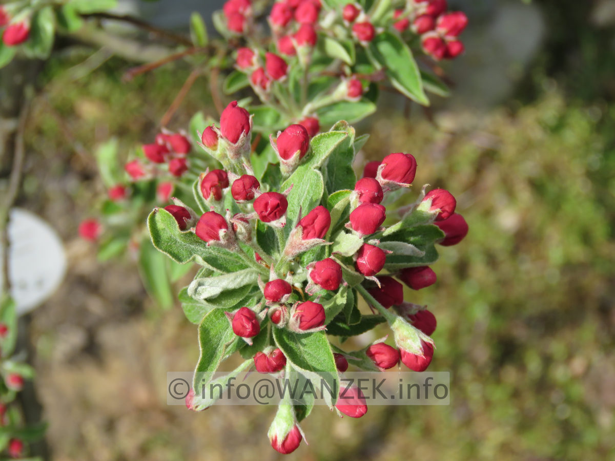 Malus Pom Zai 01 knospige Blueten rot.JPG
